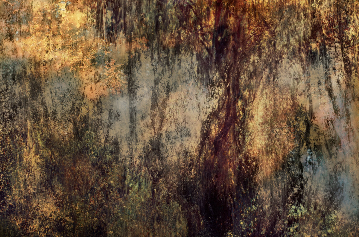 Secrets in Eden No.3 by Martin Osner, an abstract forest impression made in camera