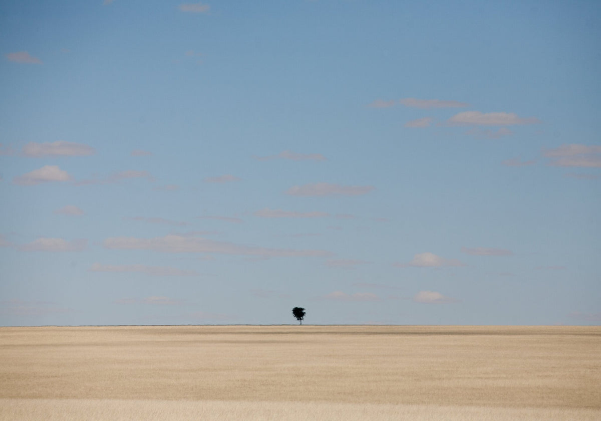 Solitary No.24 by Martin Osner, a lone tree in soft light