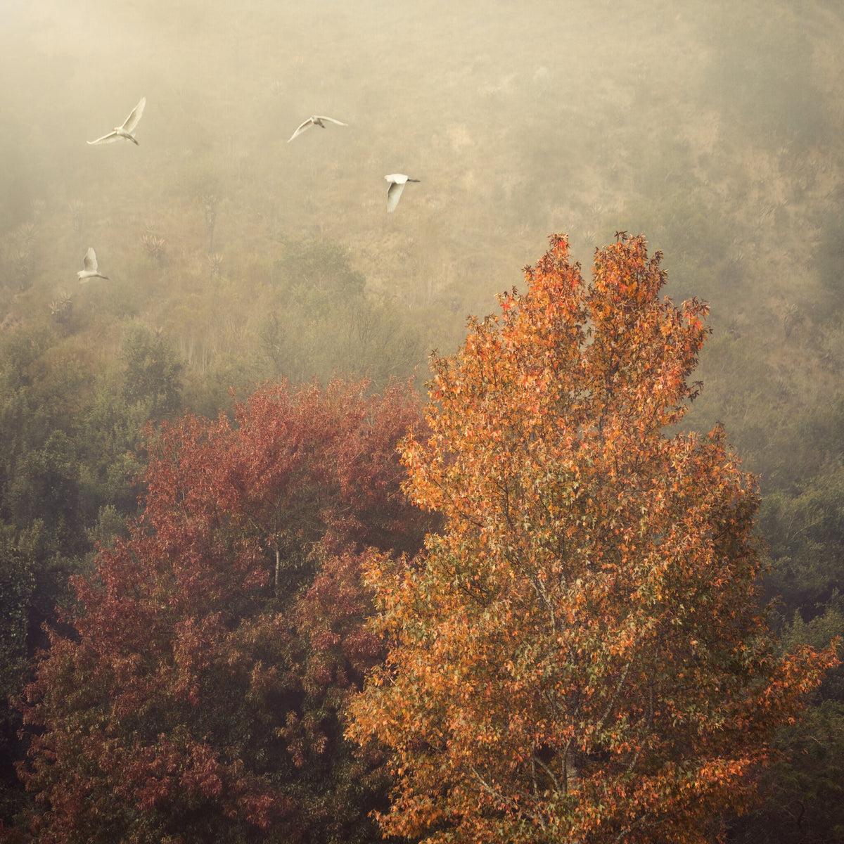 Valley of Ochre No.1 by Martin Osner, an egrets mist landscape print in ochre tones