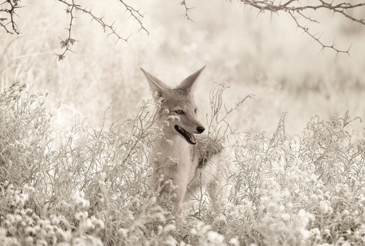 Curious Jackal