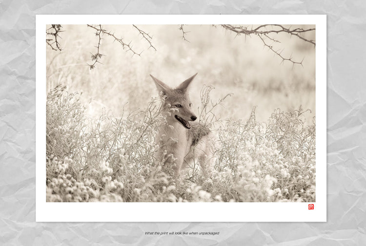 Curious Jackal
