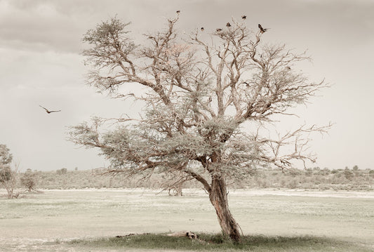 Acacia
