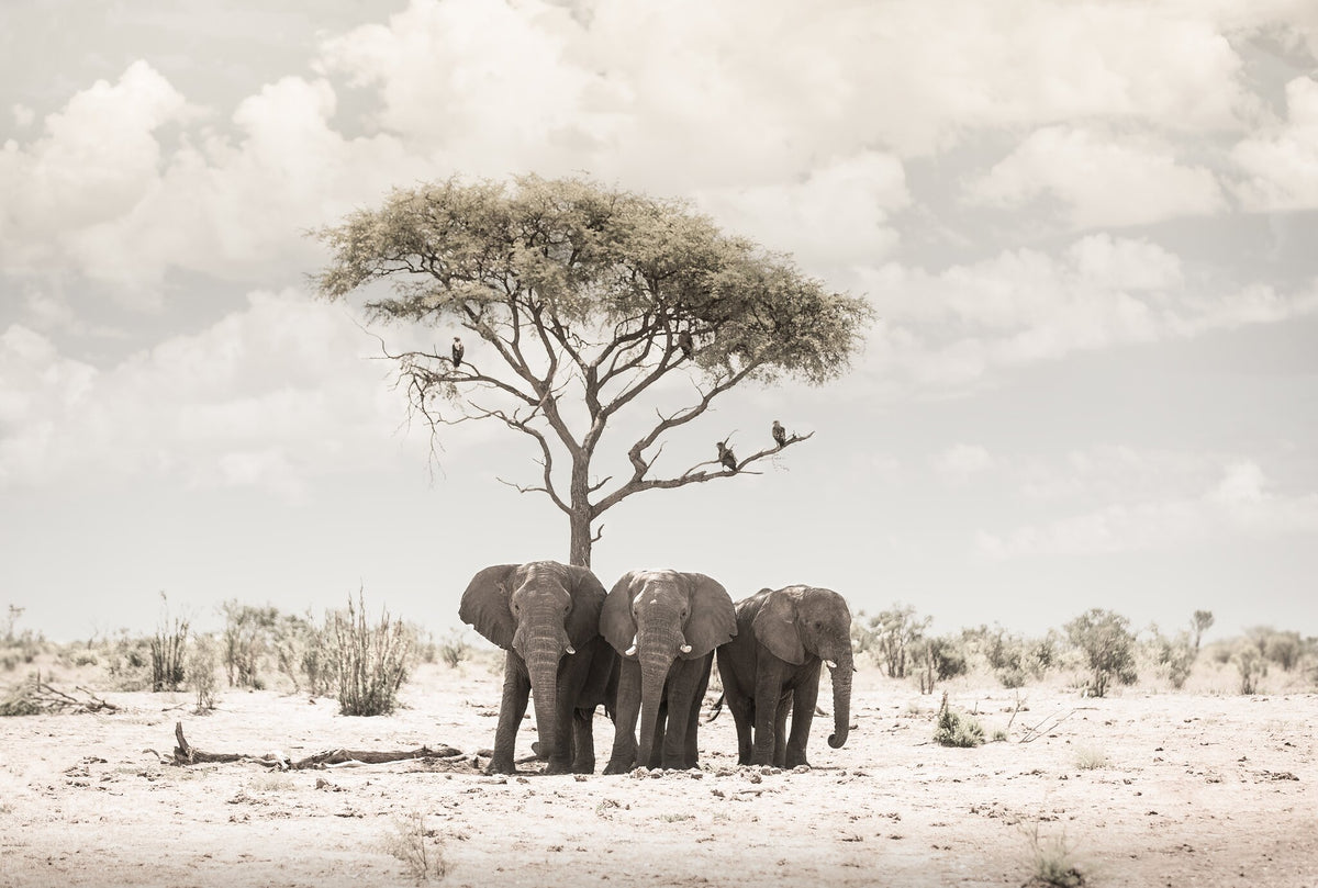 Trio