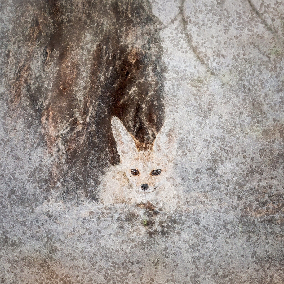 Cape Fox