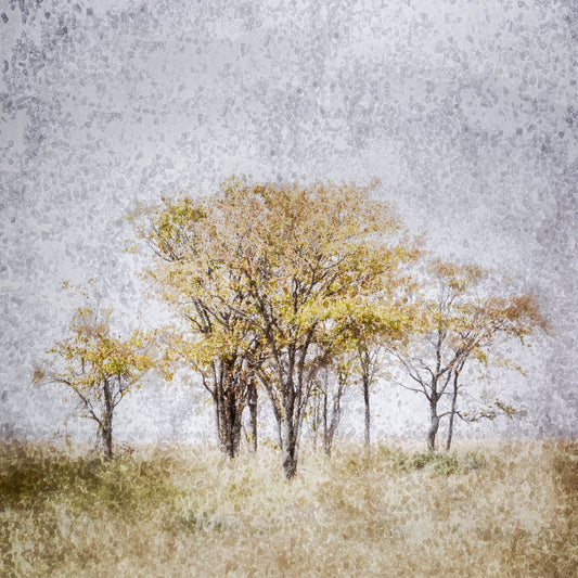 Etosha Trees