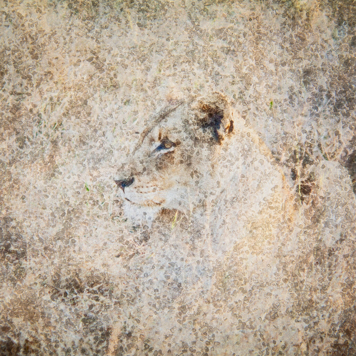 Lioness