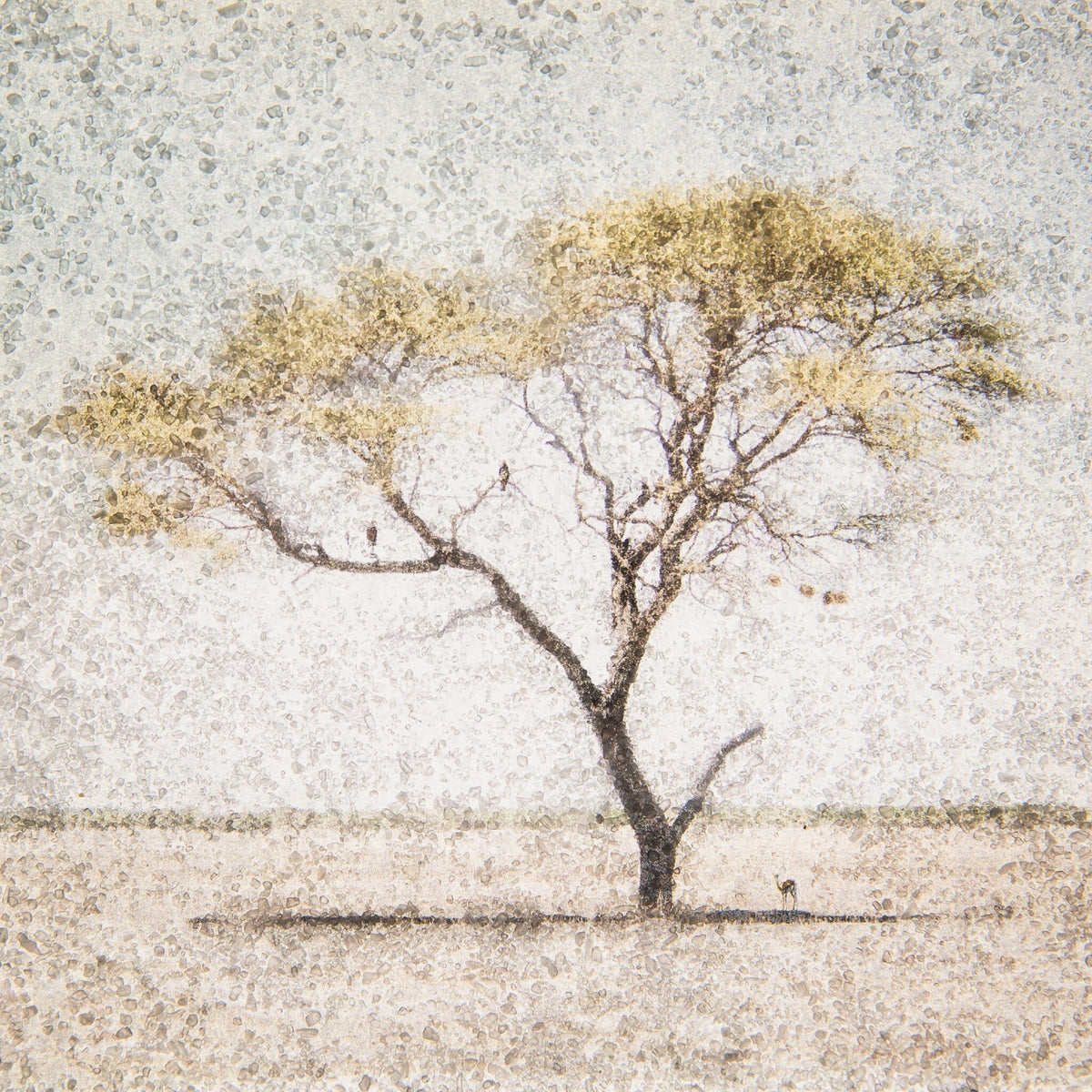 Acacia