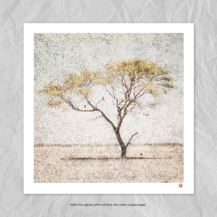 Acacia
