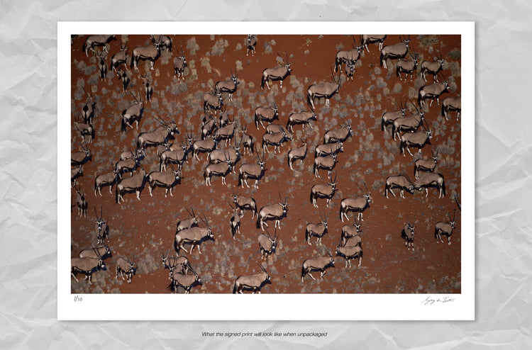 Oryx in 3D