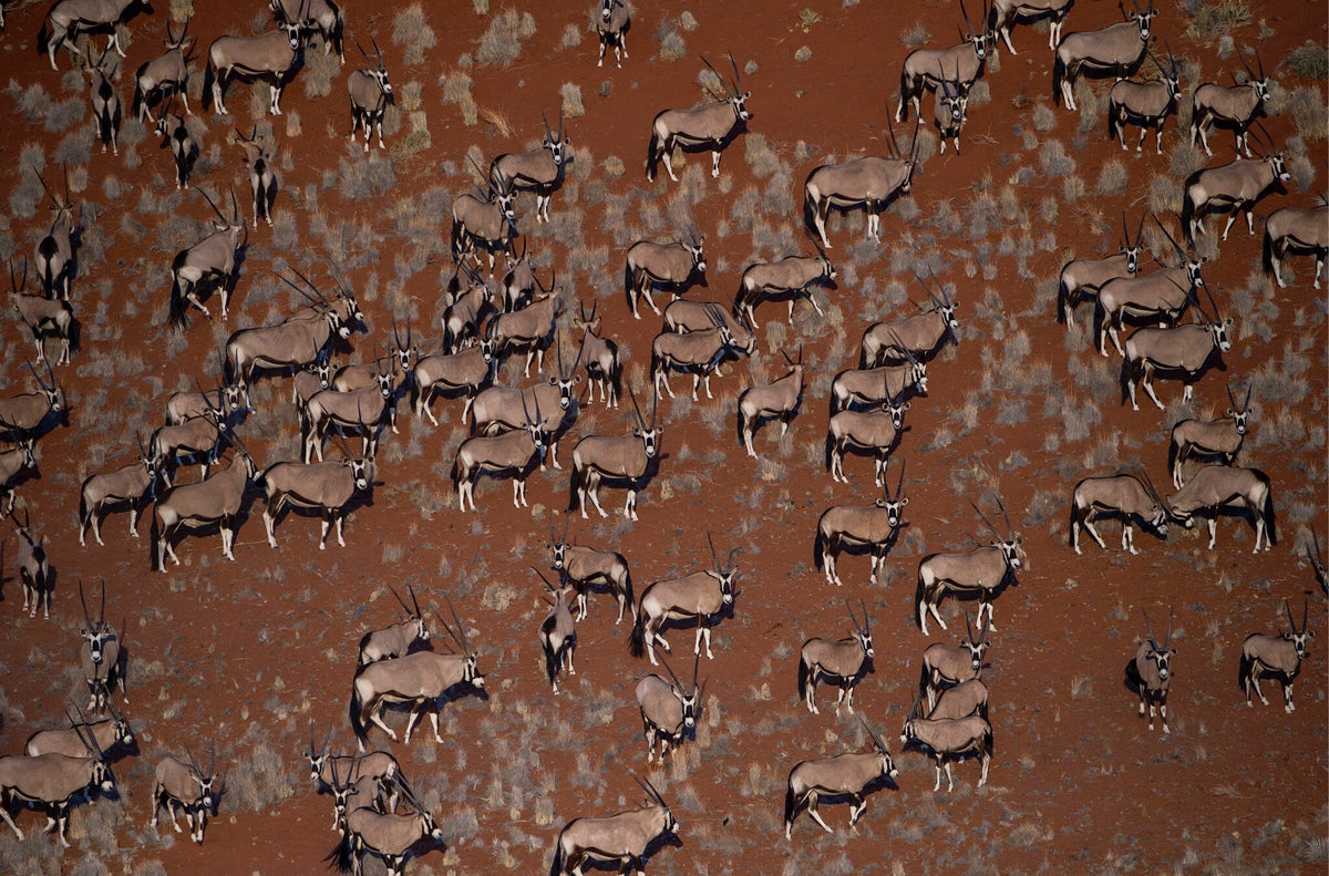 Oryx in 3D by Greg du Toit, oryx in the Namib from the air