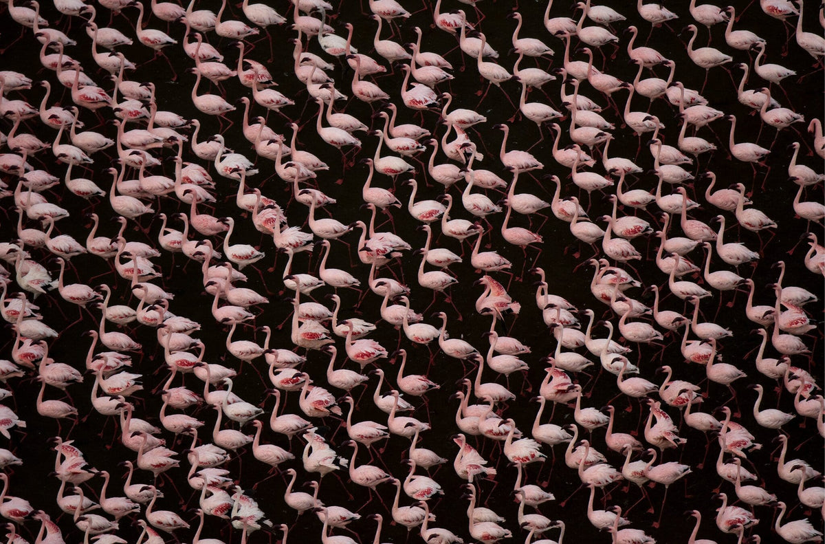 Stand of Flamingos by Greg du Toit, flamingos at Lake Magadi from the air