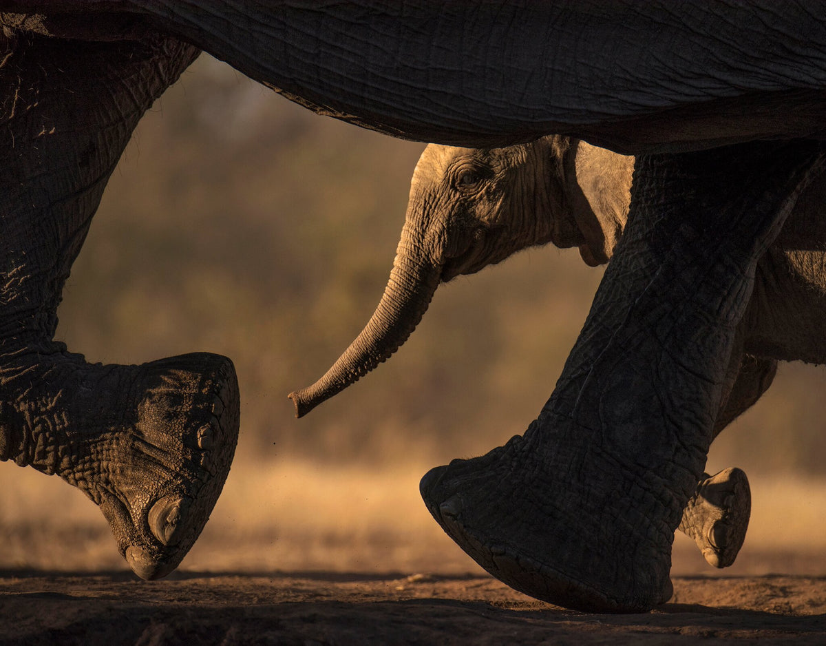 Keeping up with Mom by Greg du Toit, an African wildlife photograph