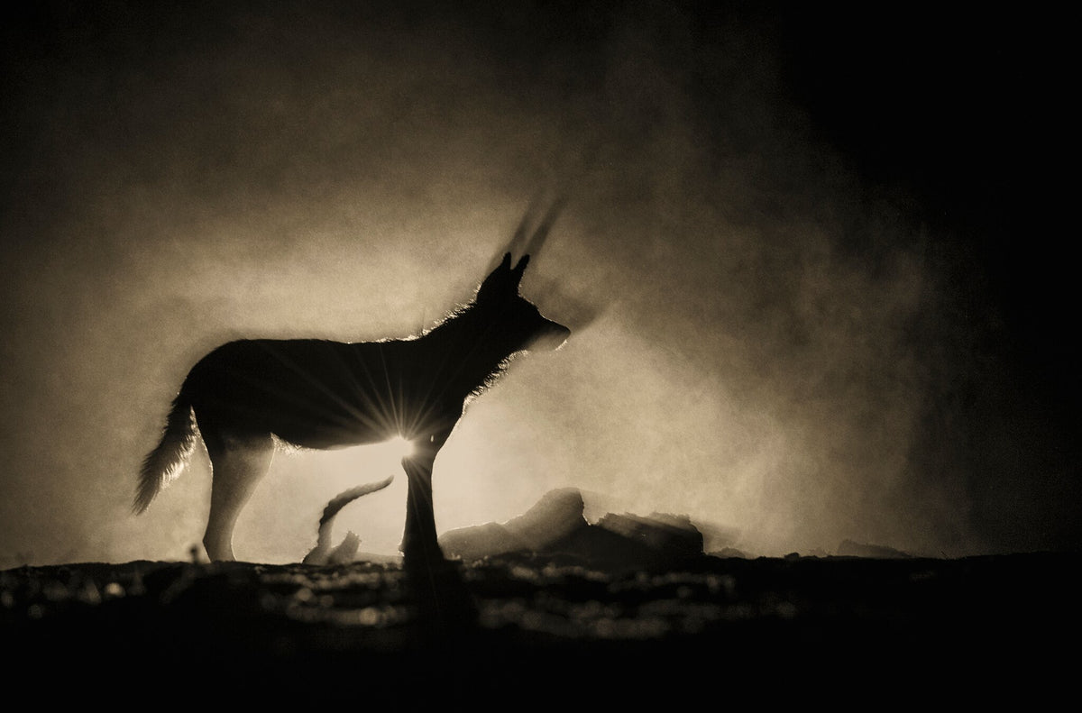 Shadow and Soul by Greg du Toit, an African wildlife photograph