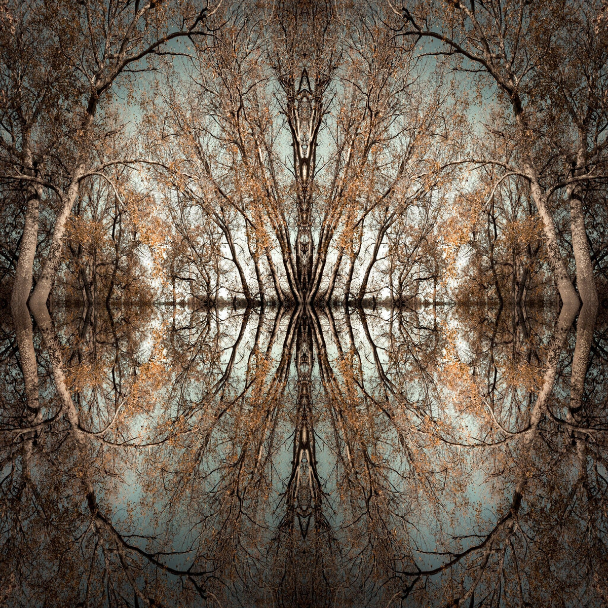 Mirror Island No.7 by Martin Osner, trees mirrored into an island of reflection