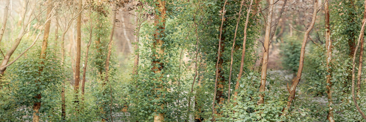 Majestic Woodland