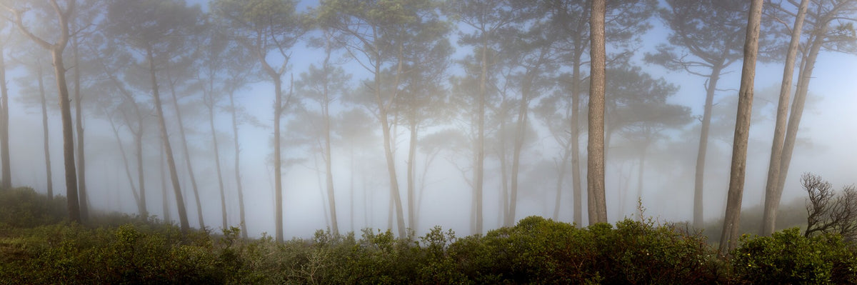 Majestic Forest