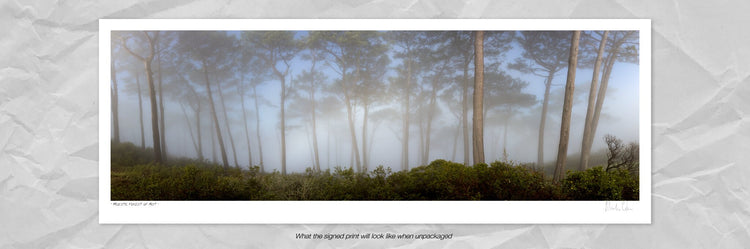 Majestic Forest