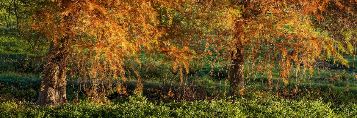 Majestic Season