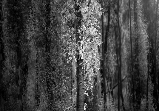 Ebony & Ivory - Autumn