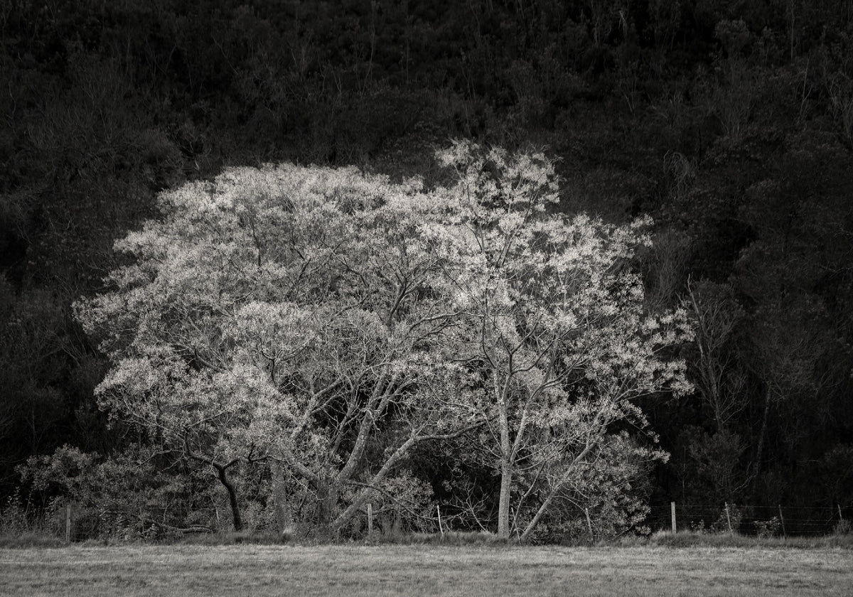 Ebony & Ivory - Natures Valley