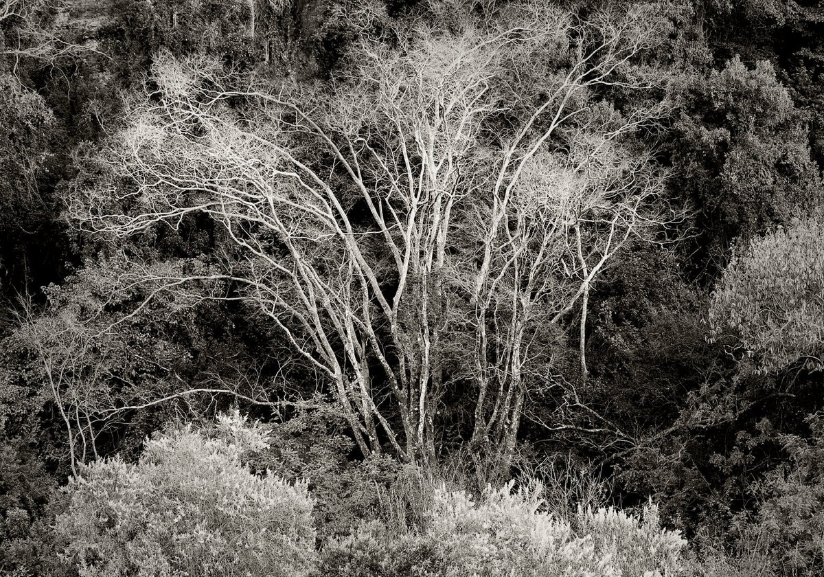 Ebony & Ivory - Natures Pattern