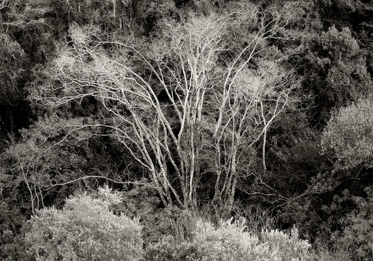 Ebony & Ivory - Natures Pattern