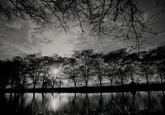 Ebony & Ivory - Moonlight