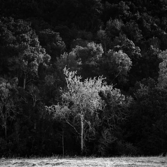 Ebony & Ivory - Shadow Tree