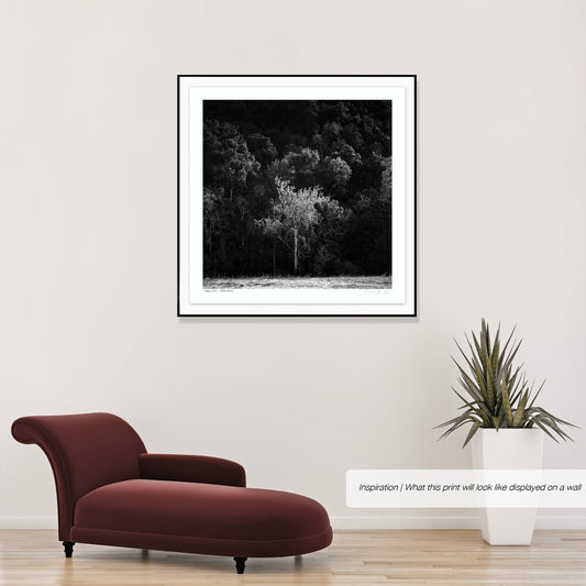 Ebony & Ivory - Shadow Tree