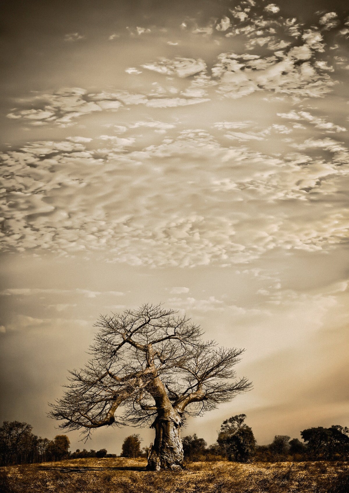 Baobab Hierarchy No.1 by Klaus Tiedge, a wide baobab standing alone under a great bank of cloud