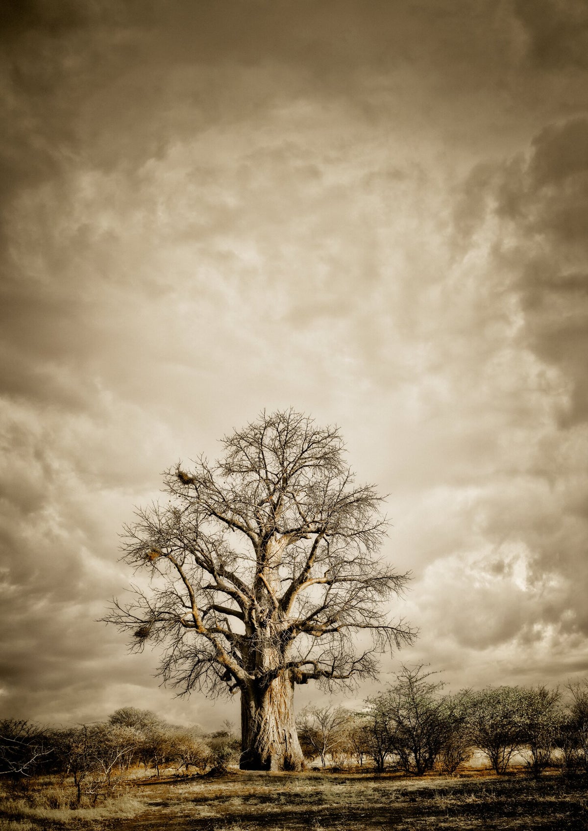 Baobab Hierarchy No.2 by Klaus Tiedge, a tall baobab reaching into a soft African sky