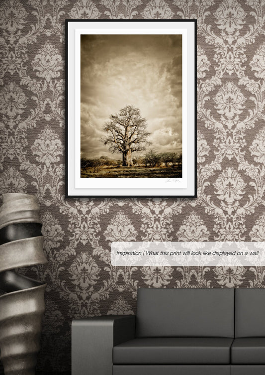 Baobab Hierarchy No.2