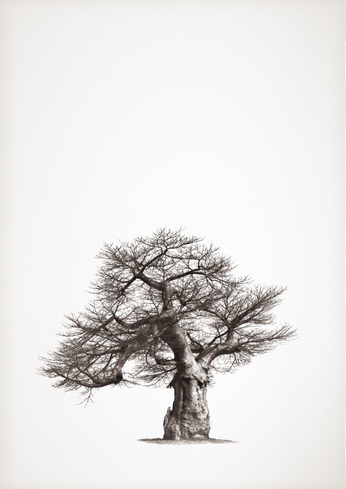 Baobab Legacy No.1 by Klaus Tiedge, a great baobab, every branch drawn in fine line