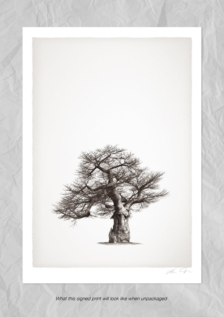 Baobab Legacy No.1