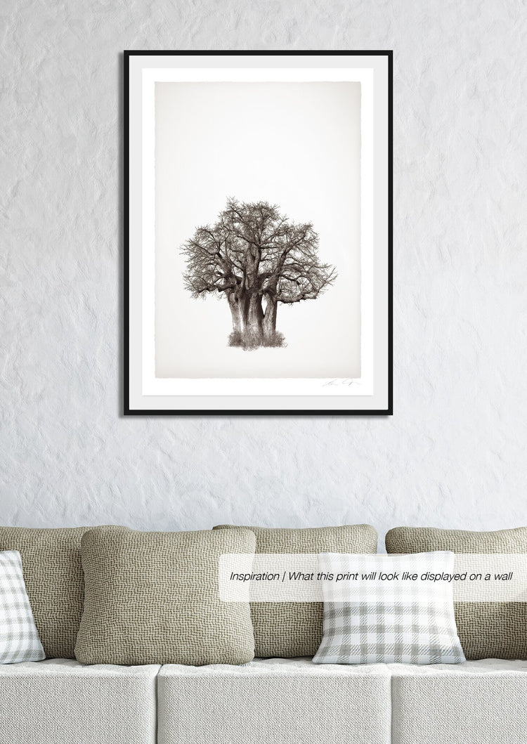 Baobab Legacy No.3