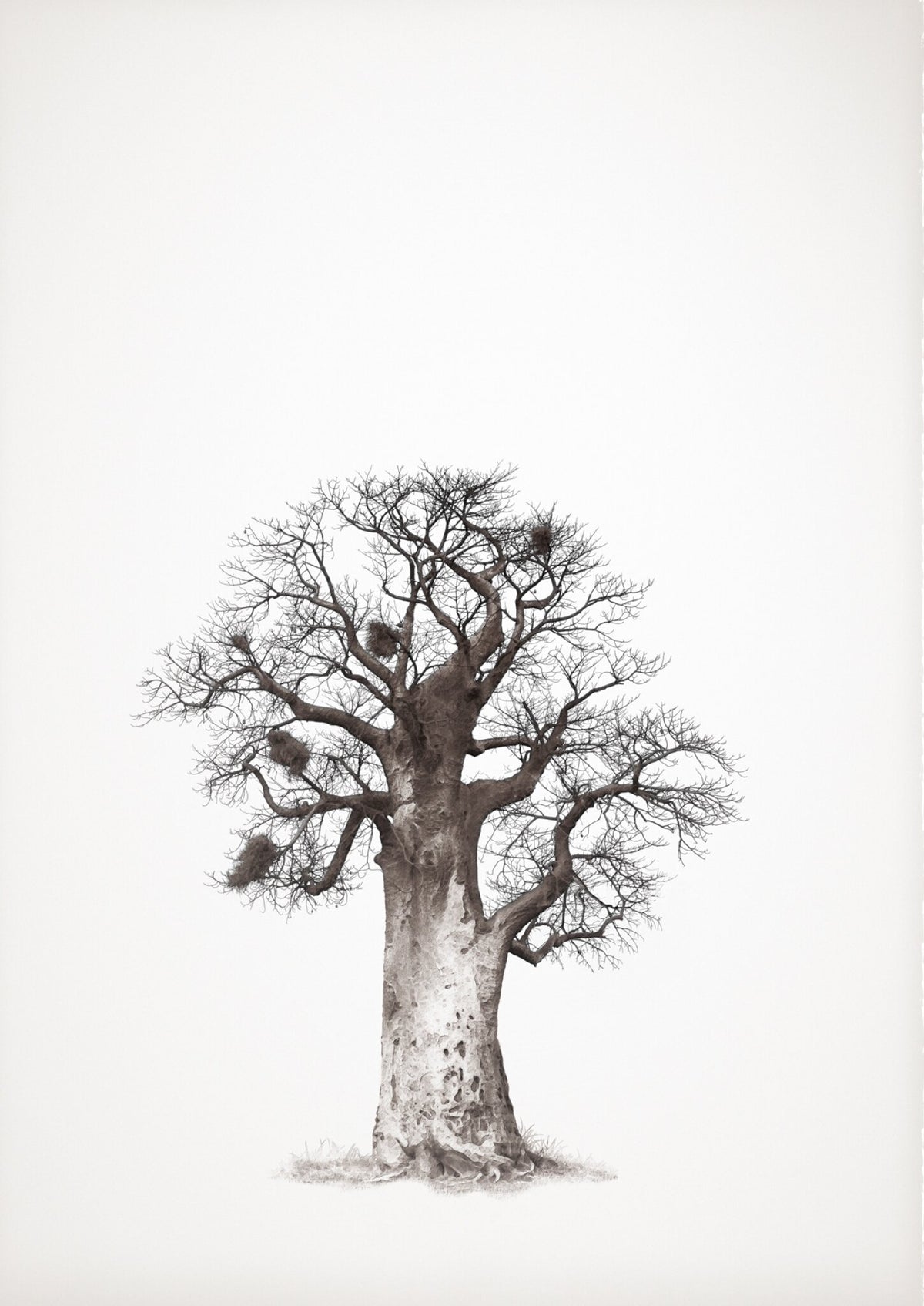 Baobab Legacy No.5 by Klaus Tiedge, a slender baobab held against white, drawn in fine line
