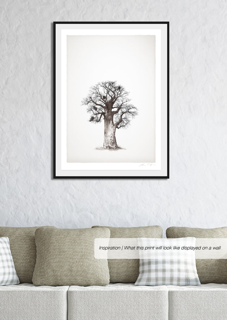 Baobab Legacy No.5