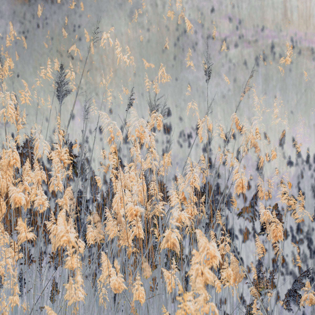 Pastures of Splendour No.2 by Samantha Lee Osner, a golden reeds abstract print in pastel