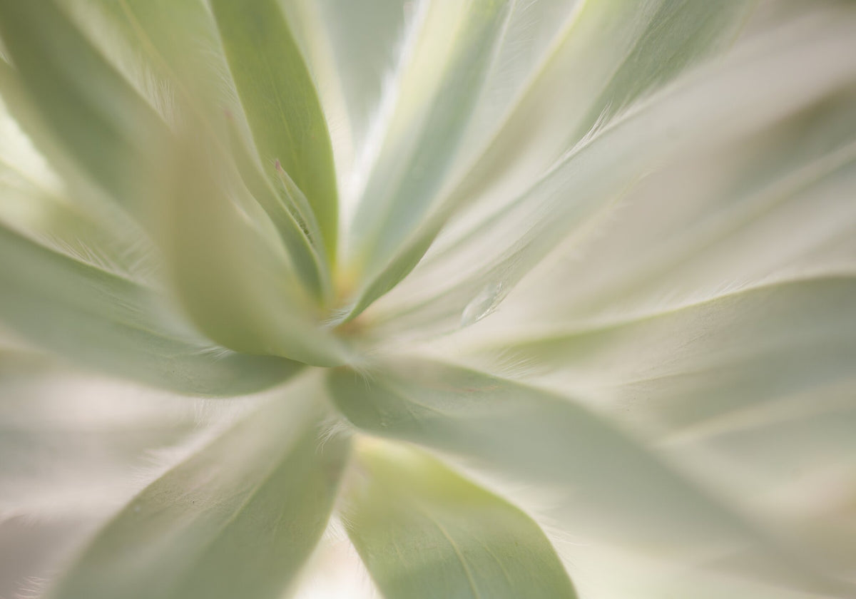 Fynbos Palette No.4