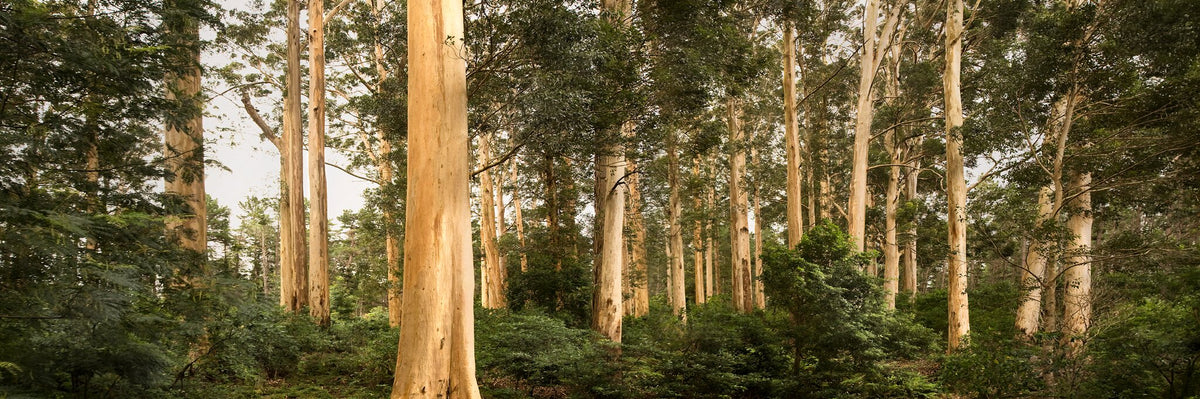 Cecilia Forest