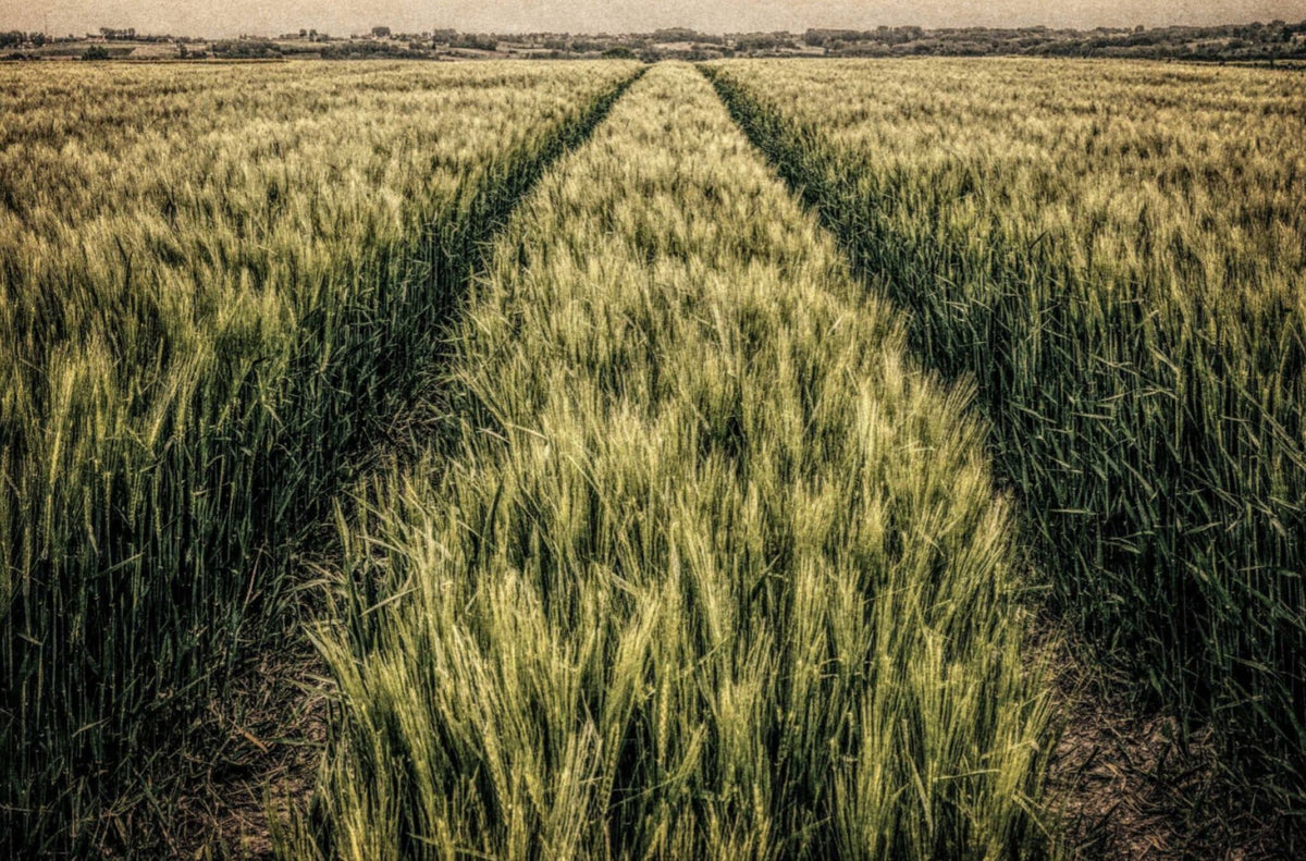 Wheatfield with Tractor Tracks by Harry De Zitter, a landscape photograph