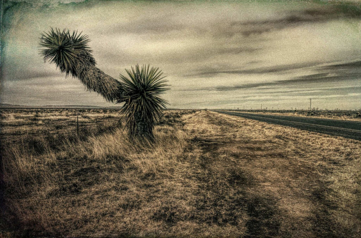 Landscape with Palm Trees by Harry De Zitter, a landscape photograph