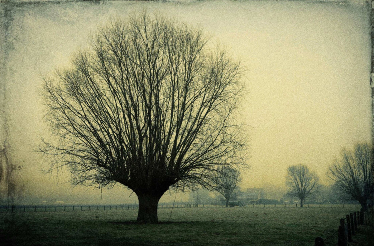 Bare Trees