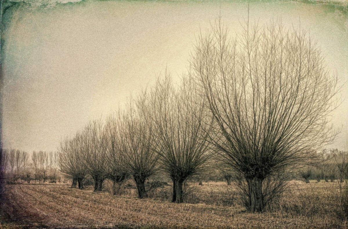 Landscape with Bare Trees by Harry De Zitter, a landscape photograph