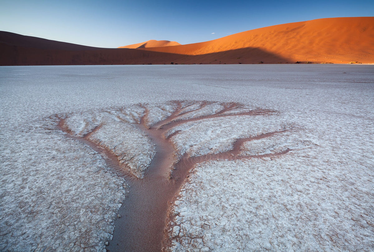 Sossusvlei No.1 by Hougaard Malan, a dead tree in Sossusvlei