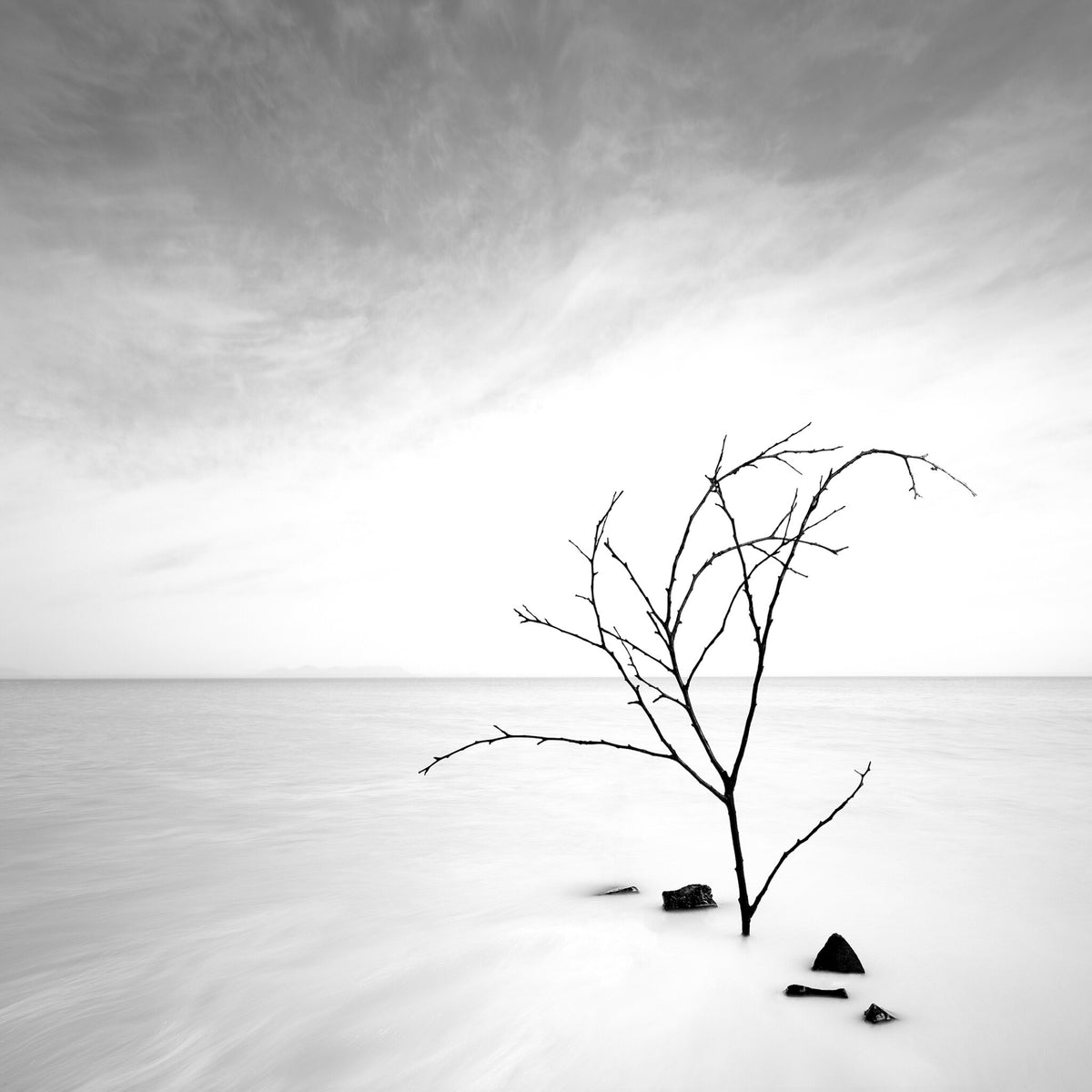 Silver Waters No.2 by Samantha Lee Osner, a tree silhouetted against still water