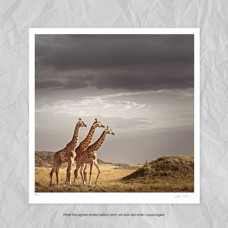 Trilogy No.1 | Pride of Africa