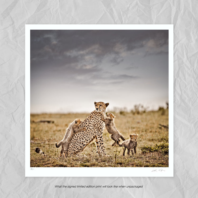 Pride and Joy No.1 | Pride of Africa