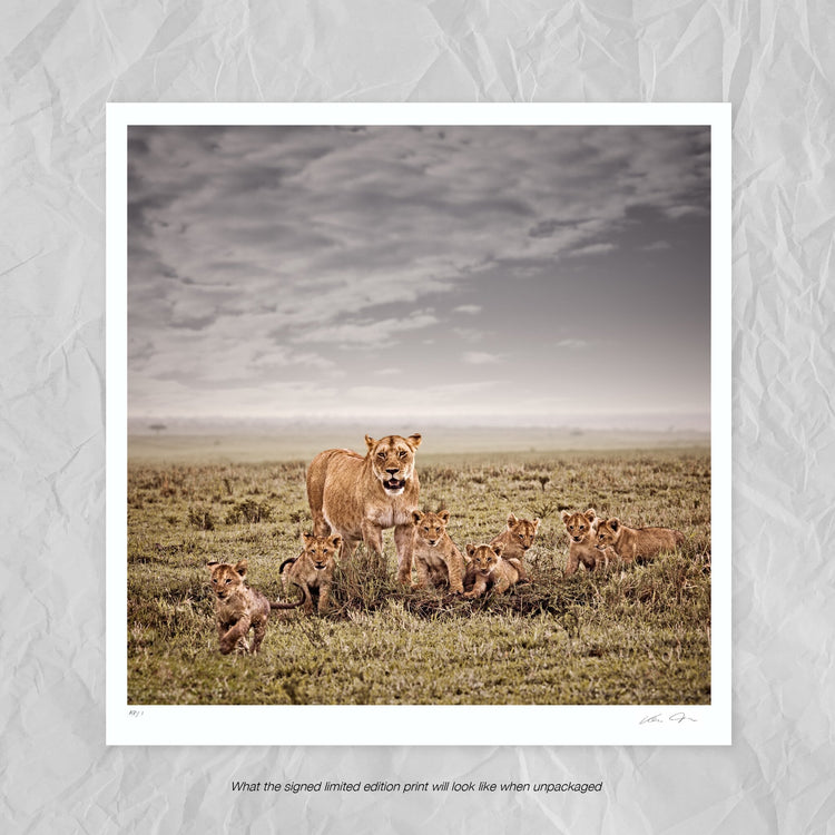 Mara Harmony No.1 | Pride of Africa