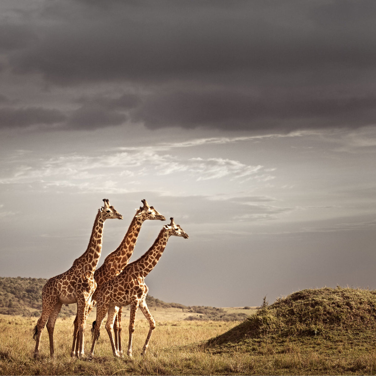 Trilogy No.1 | Pride of Africa